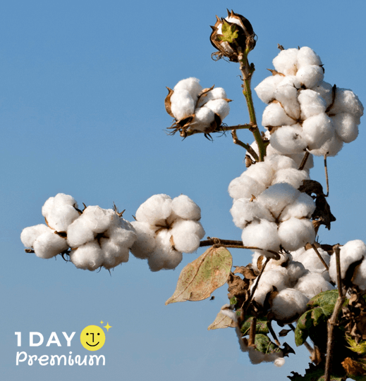 ผ้าฝ้ายถุงผ้าหูรูด